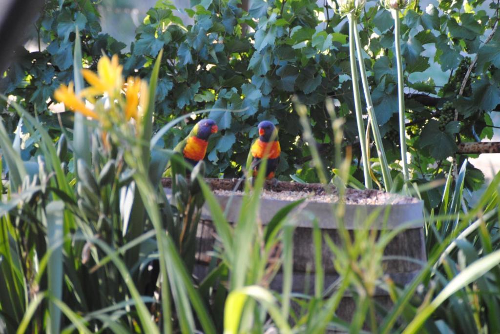 Amble At Hahndorf Bed & Breakfast Bilik gambar